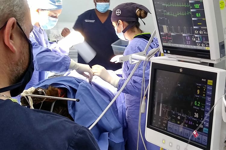 Anaesthesia Anaesthesia