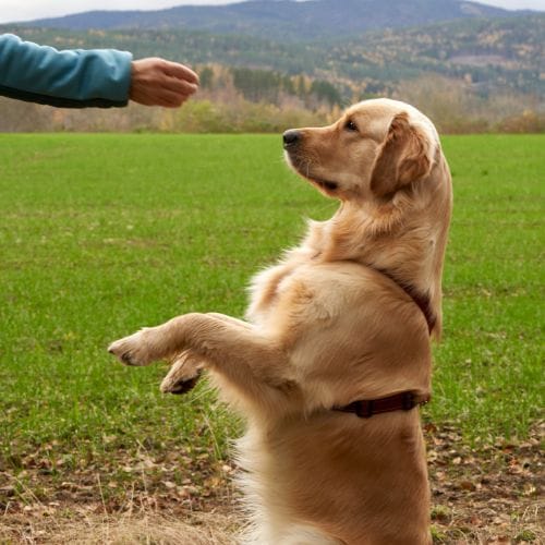 Behaviourist Behaviourist