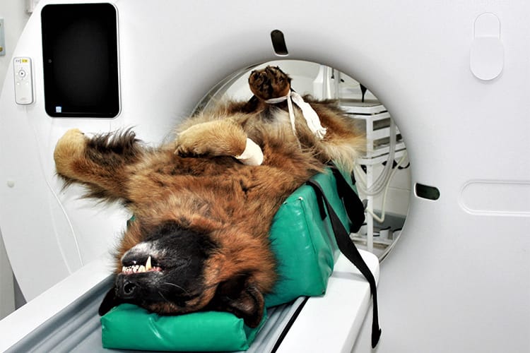 Diagnostic Diagnostic