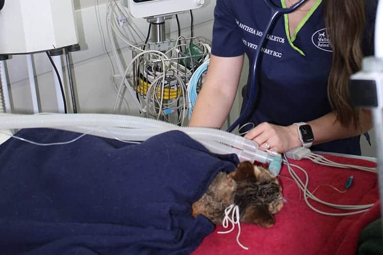 Hospital services emergency Hospital services emergency