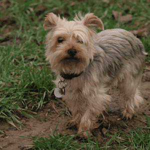 Dogs Under 11kg: Adult Basic Plan