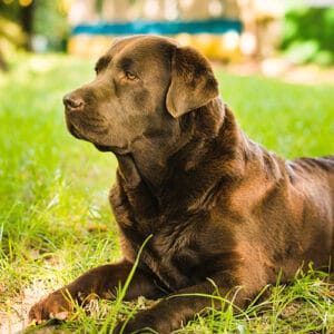 Dogs 19kg - 39kg: Adult Basic Plan