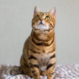 Cats: Adult Basic Plan