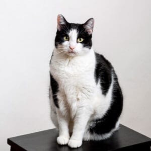 Cats: Adult Value Plan