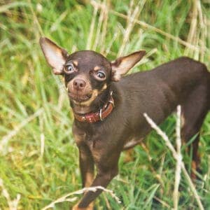 Dogs Under 11kg: Adult Premium Plan