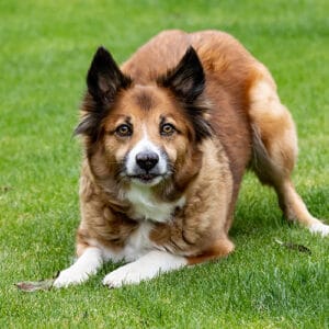 Dogs 11kg - 19kg: Adult Basic Plan