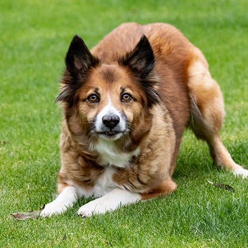 Dogs 11kg - 19kg: Adult Basic Plan