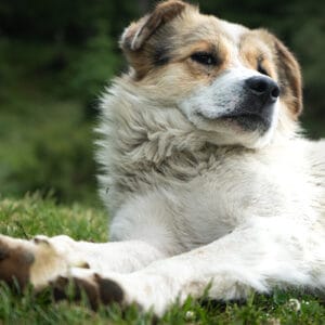 Dogs 11kg - 19kg: Adult Premium Plan