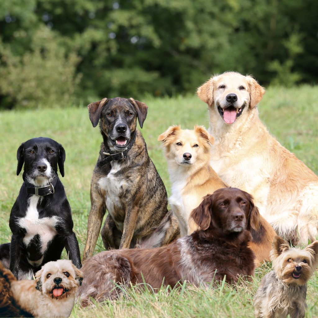 Plans for Dogs